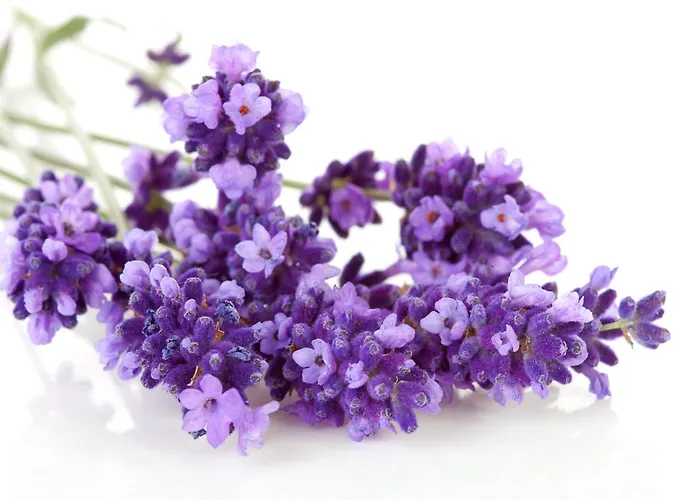 Geniesserhotel Alpin Gmbh Achenkirch